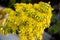 Beautiful Yellow Flowering Aeonium simsii flower plant