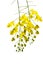 Beautiful yellow flowering cassia.