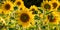 Beautiful yellow flowering sunflower in front of blue sky background