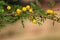 Beautiful yellow flowers of babul tree acacia tree flowers hd