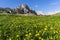 Beautiful yellow flowers on the background of the Seceda. Odle Mountain range in Dolomites, Italy