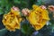 Beautiful yellow flowers of blooming cactus