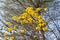 Beautiful yellow flowers of blooming golden trumpet tree, blooming guayacan, handroanthus chrysotrichus, bare branches