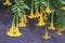 Beautiful yellow flowers of Brugmansia