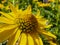 Beautiful yellow flowers, close up