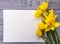 Beautiful yellow flowers daffodils on a gray wooden background. White paper, ready for your text