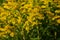 Beautiful yellow flowers of Goldenrod wildflower. Solidago gigantea