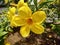 Beautiful Yellow flowers green leaves, Closeup image Yellow flower in garden, natural flowers garden most beautiful yellow flower