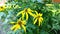 Beautiful yellow flowers of Jerusalem artichoke or earthen pear, tuberous sunflower. The yellow flower of Helianthus