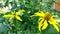 Beautiful yellow flowers of Jerusalem artichoke or earthen pear, tuberous sunflower. The yellow flower of Helianthus