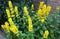 Beautiful yellow flowers, Lysimachia Punctata