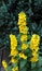 Beautiful yellow flowers, Lysimachia Punctata