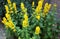 Beautiful yellow flowers, Lysimachia Punctata