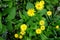 Beautiful yellow flowers of mountain arnica. Wild flowers