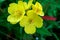 Beautiful yellow flowers of Oenothera.