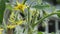 Beautiful yellow flowers ovary of greenhouse tomatoes