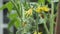 Beautiful yellow flowers ovary of greenhouse tomatoes