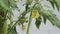 Beautiful yellow flowers ovary of greenhouse tomatoes