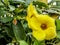Beautiful yellow flowers Petunia with green leaves in the background