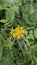 Beautiful yellow flowers of Senna hirsuta also known as Woolly or Hairy senna along with green leaves background