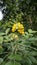 Beautiful yellow flowers of Senna hirsuta also known as Woolly or Hairy senna along with green leaves background