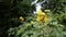 Beautiful yellow flowers of Senna hirsuta also known as Woolly or Hairy senna along with green leaves background