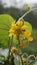 Beautiful yellow flowers of Senna hirsuta also known as Woolly or Hairy senna along with green leaves background