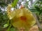 Beautiful Yellow Flowers in Sri Lanka.