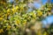 Beautiful yellow flowers on a Sunny spring day