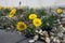 beautiful yellow flowers of Tussilago farfara (coltsfoot) foreground closeup on a rocky lawn near the sidewalk