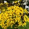 Beautiful yellow flowers, Velvet Groundsel..