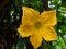 Beautiful yellow Flowers water Drops after the rainfall in Himachal India