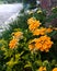 Beautiful yellow flowes in the yard