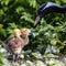 Beautiful yellow fluffy Demoiselle Crane baby gosling, Anthropoides virgo in a bright green meadow