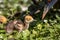 Beautiful yellow fluffy Demoiselle Crane baby gosling, Anthropoides virgo in a bright green meadow