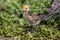 Beautiful yellow fluffy Demoiselle Crane baby gosling, Anthropoides virgo in a bright green meadow