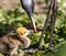 Beautiful yellow fluffy Demoiselle Crane baby gosling, Anthropoides virgo in a bright green meadow