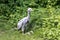 Beautiful yellow fluffy Demoiselle Crane baby gosling, Anthropoides virgo in a bright green meadow