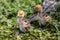 Beautiful yellow fluffy Demoiselle Crane baby gosling, Anthropoides virgo in a bright green meadow