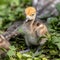 Beautiful yellow fluffy Demoiselle Crane baby gosling, Anthropoides virgo in a bright green meadow