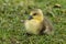 Beautiful yellow fluffy greylag goose baby gosling in spring, Anser anser