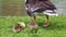 Beautiful yellow fluffy greylag goose baby gosling in spring, Anser anser