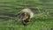 Beautiful yellow fluffy greylag goose baby gosling in spring, Anser anser