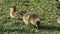 Beautiful yellow fluffy greylag goose baby gosling in spring, Anser anser