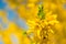 Beautiful yellow forsythia flowers close-up on a blurred background. Copy space.Spring. Soft focus, selected focus