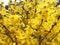 Beautiful Yellow Forsythia Flowers on an Overcast Day