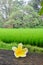 Beautiful yellow frangipani flower in front of paddy field at Ubud, Bali.