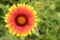 Beautiful yellow Gaillardia in a flower bed