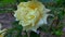 Beautiful yellow garden rose close up. Nature