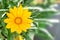 A Beautiful Yellow Gazania Flower in Blurred Green Background